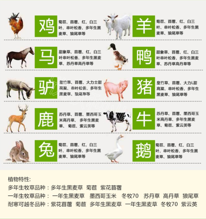 耐寒牧草种子多年生黑麦草种子四季牧草鸡鸭鹅猪牛羊鱼草籽