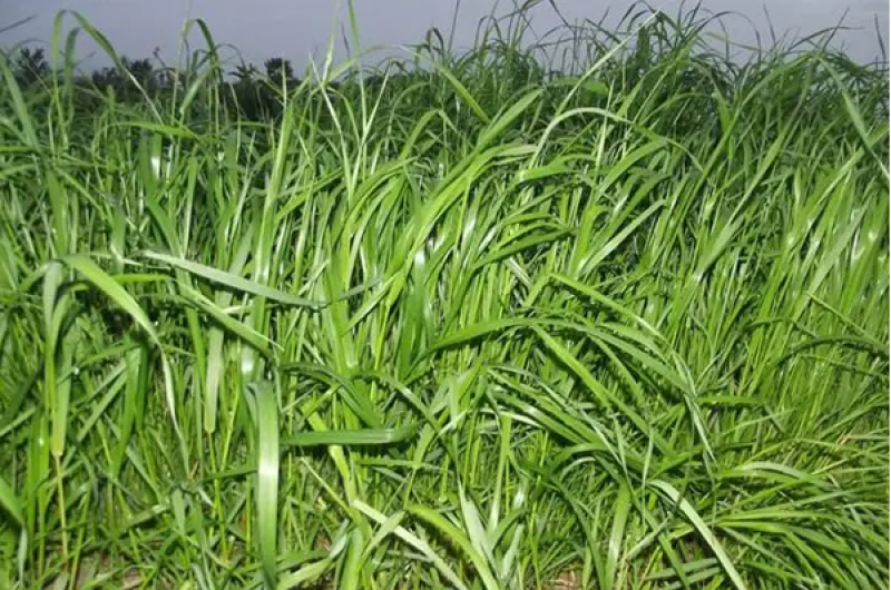 耐寒牧草种子多年生黑麦草种子四季牧草鸡鸭鹅猪牛羊鱼草籽