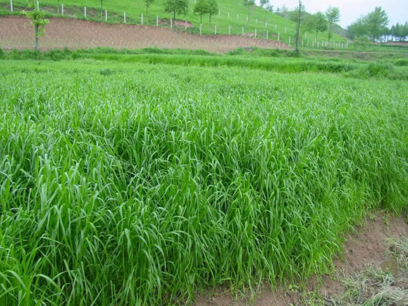 耐寒牧草种子多年生黑麦草种子四季牧草鸡鸭鹅猪牛羊鱼草籽