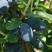 蓝靛果苗，该品种是当年栽苗，当年挂果，产量高。
