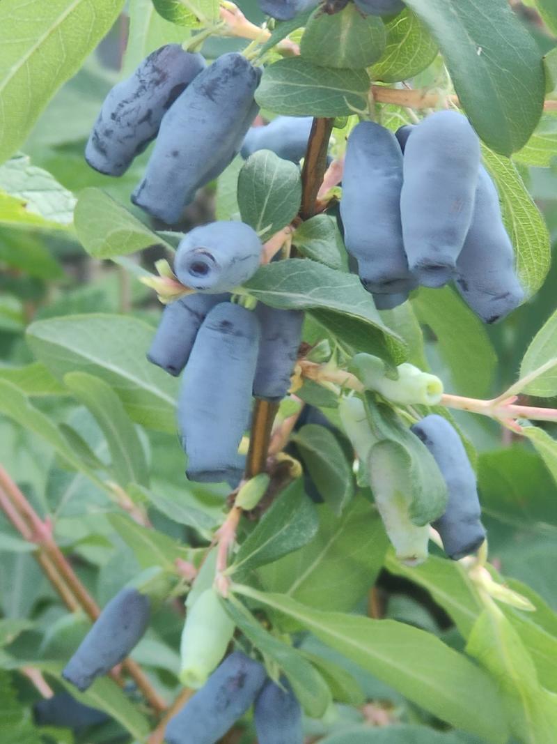 蓝靛果苗，该品种是当年栽苗，当年挂果，产量高。