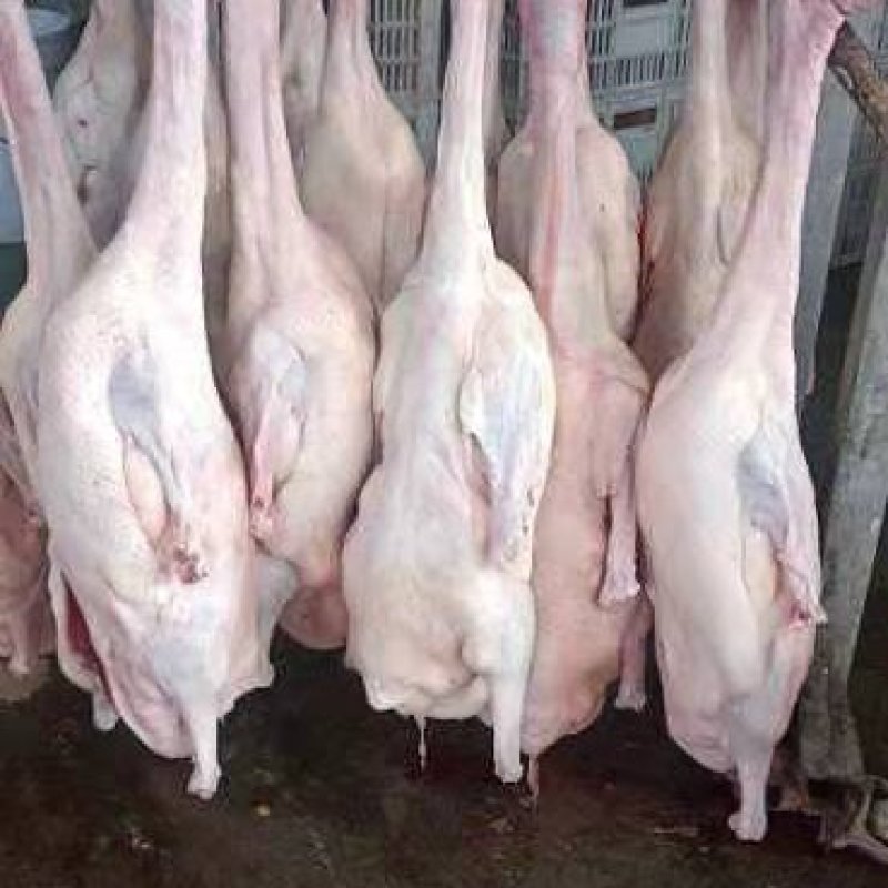 批发精品白条一级鹅，全国冷链发货，适合烤鹅，烧鹅，品质好