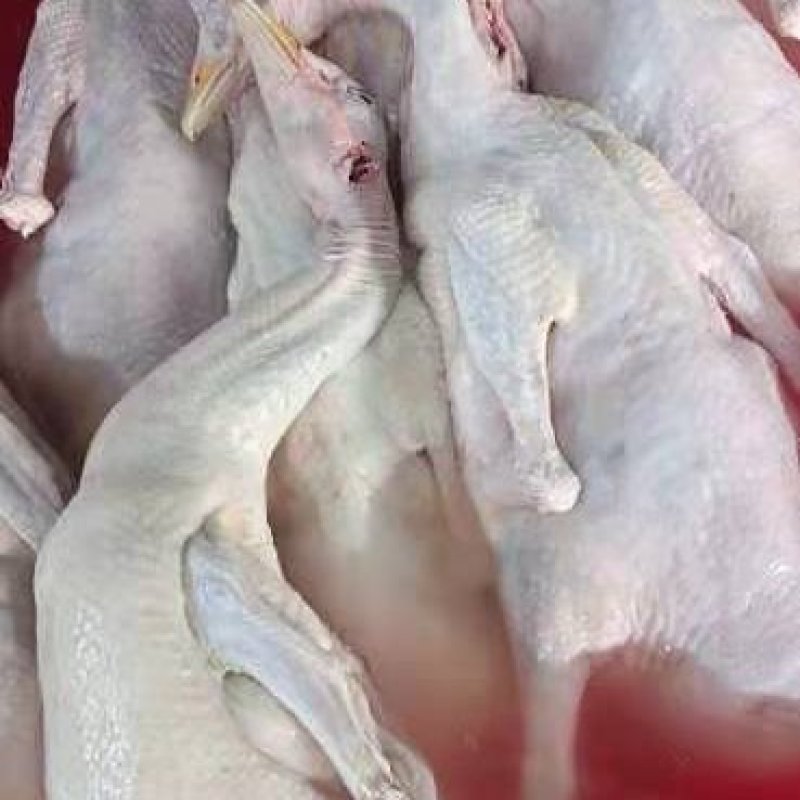 批发精品白条一级鹅，全国冷链发货，适合烤鹅，烧鹅，品质好