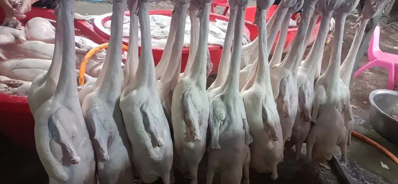 批发精品白条一级鹅，全国冷链发货，适合烤鹅，烧鹅，品质好