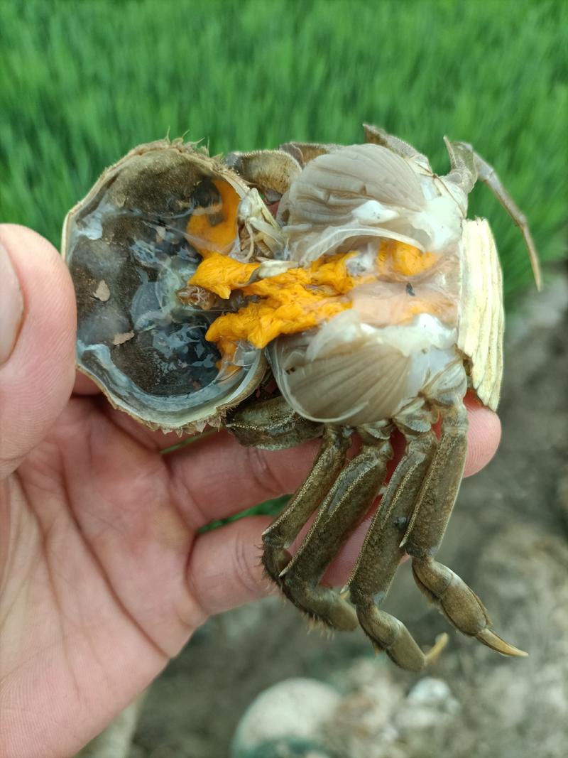 螃蟹：盘锦河蟹六月黄各种规格大量有货批发全国量大从优