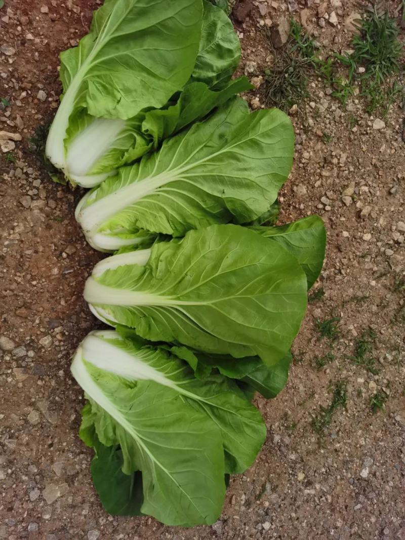 黄白