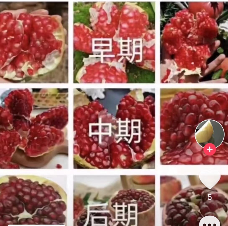 软硬籽石榴专业代卖。。寻找有实力供货商。。请联系。