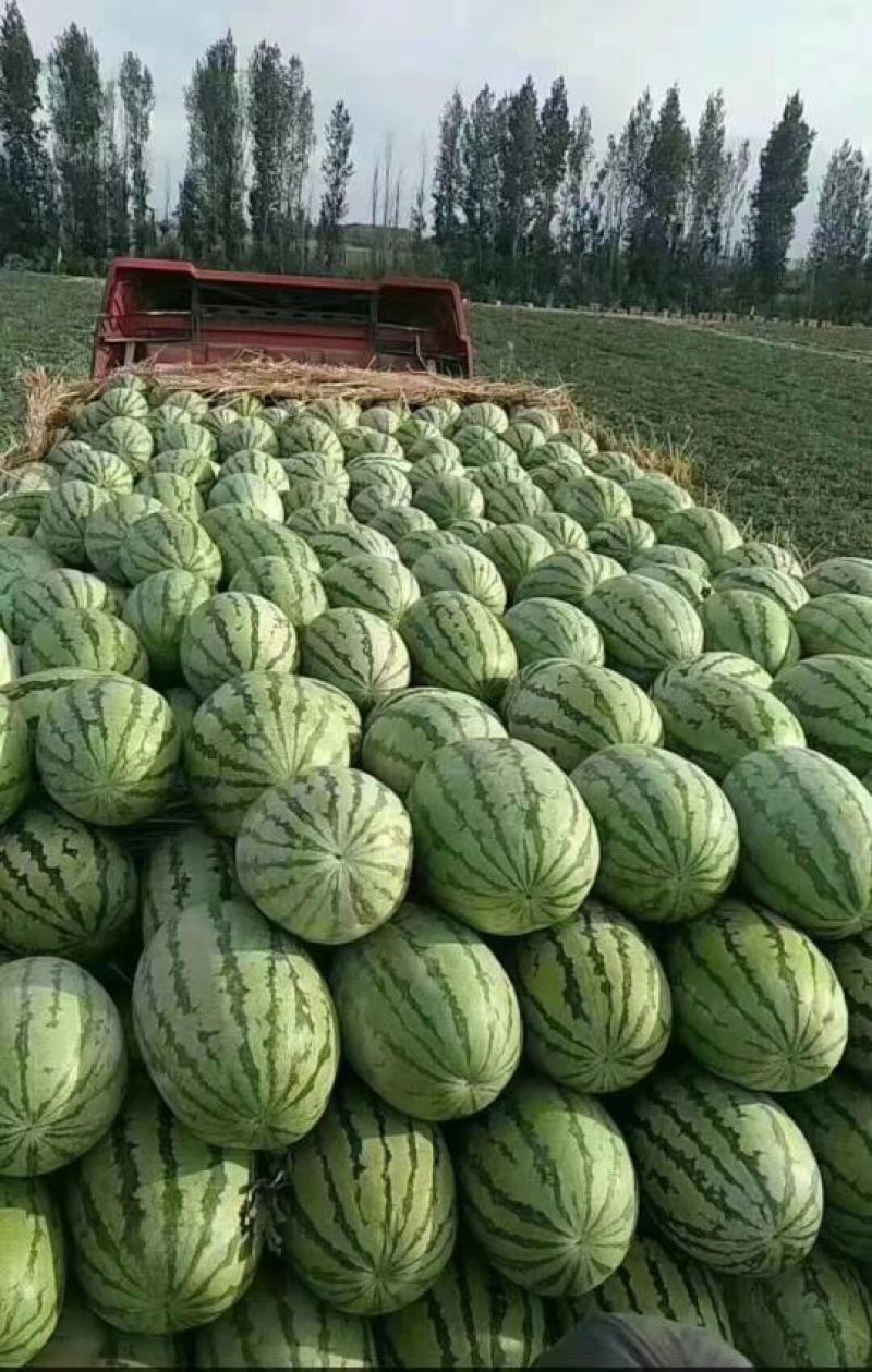 新疆昌吉西瓜大量上市，包熟包甜，大量供应欢迎采购