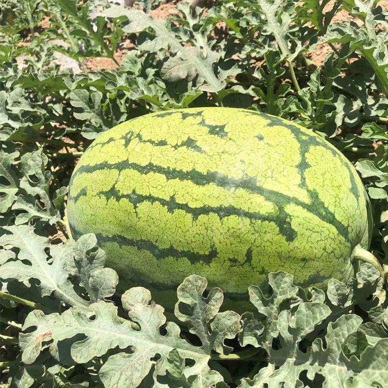 新疆昌吉西瓜大量上市，包熟包甜，大量供应欢迎采购