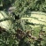 新疆昌吉西瓜大量上市，包熟包甜，大量供应欢迎采购