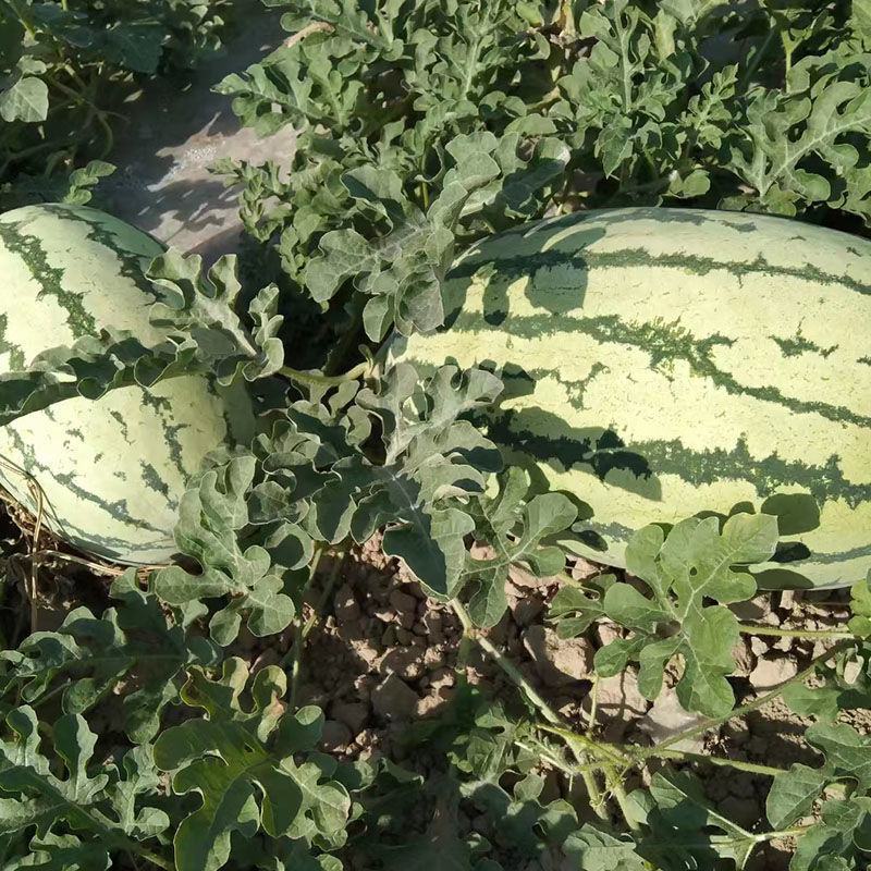新疆昌吉西瓜大量上市，包熟包甜，大量供应欢迎采购