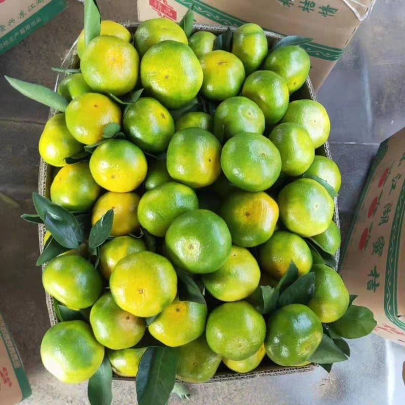 【湖北宜昌】特早蜜橘，社区团购，电商供应链，市场销售