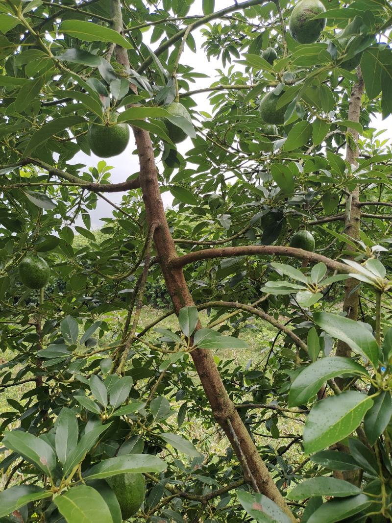 牛油果