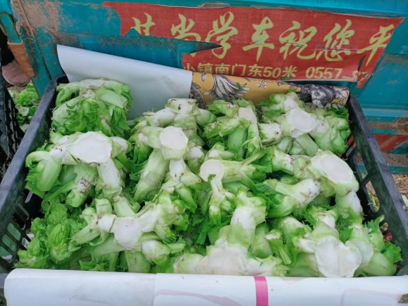 砀山精品儿菜，皮毛亮度高，儿头丰满，货源充足