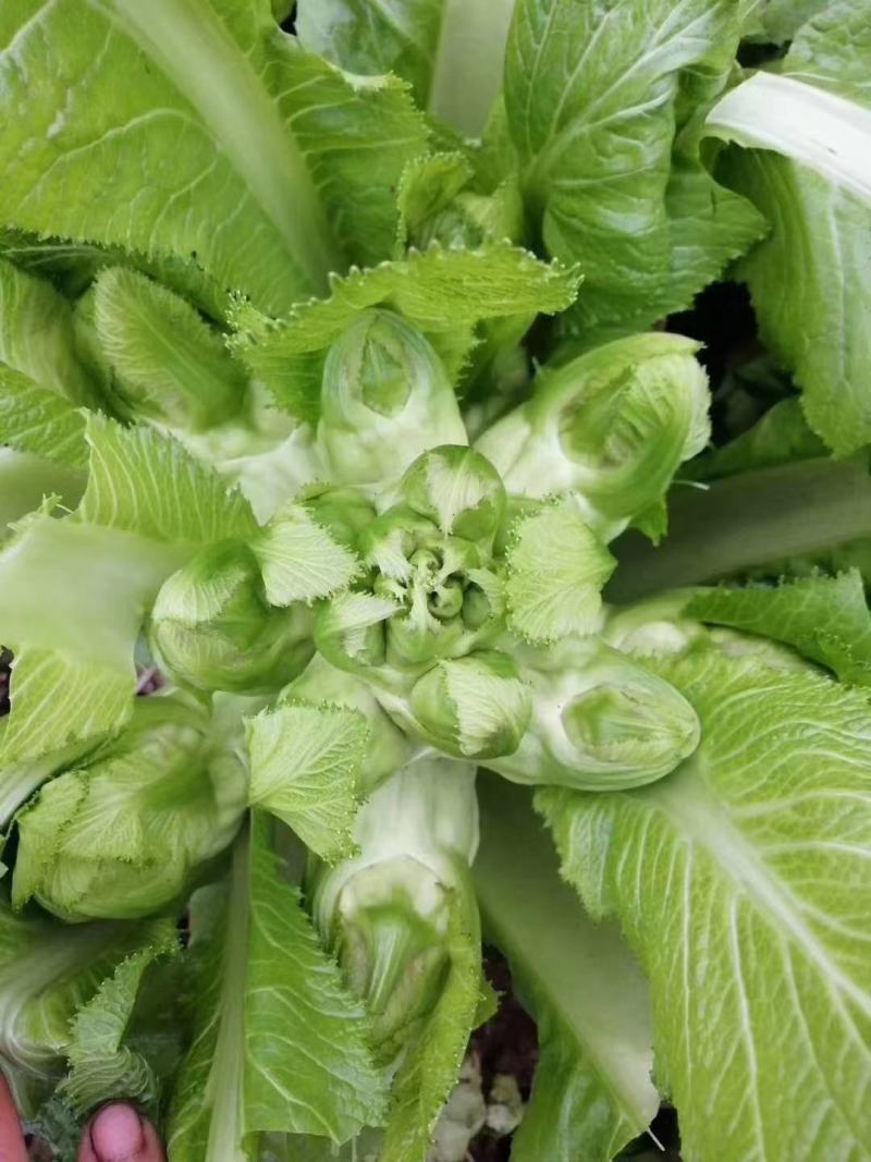 砀山精品儿菜，皮毛亮度高，儿头丰满，货源充足