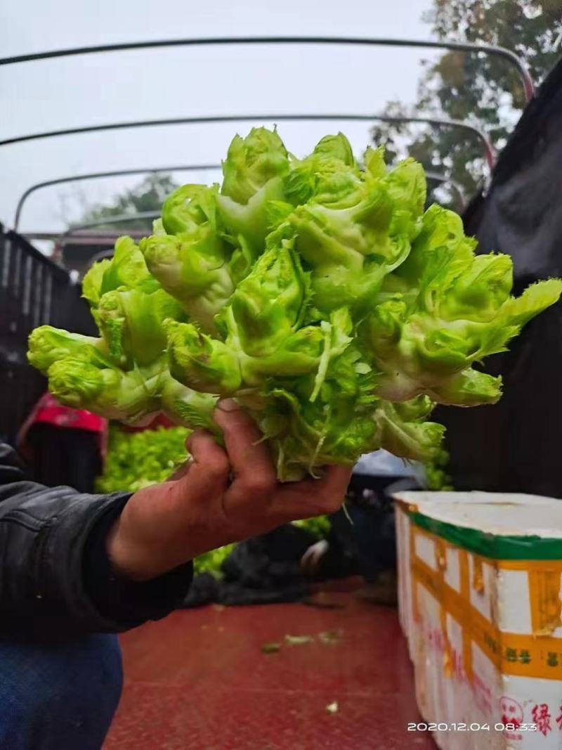 砀山精品儿菜，皮毛亮度高，儿头丰满，货源充足