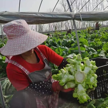 砀山精品儿菜，皮毛亮度高，儿头丰满，货源充足