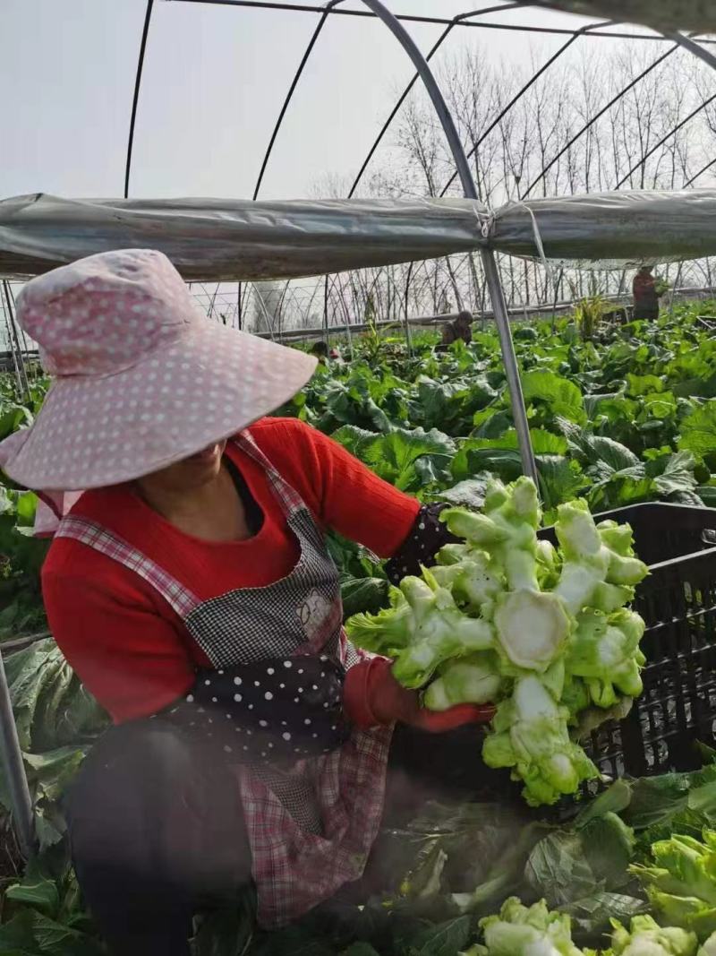砀山精品儿菜，皮毛亮度高，儿头丰满，货源充足
