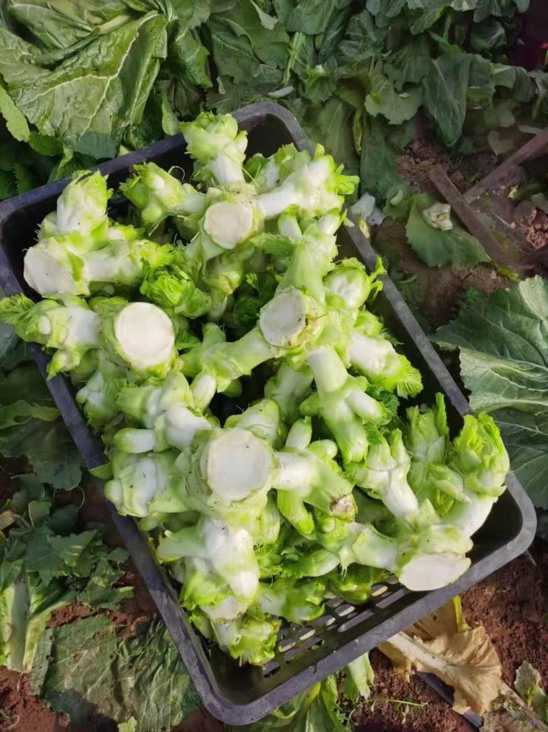 砀山精品儿菜，皮毛亮度高，儿头丰满，货源充足