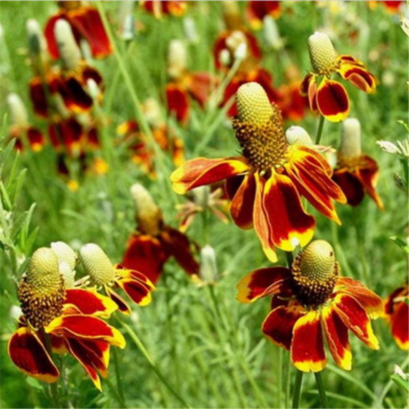 新紫松果菊花卉种子草原松果菊紫锥花花籽春秋播种易活多年生