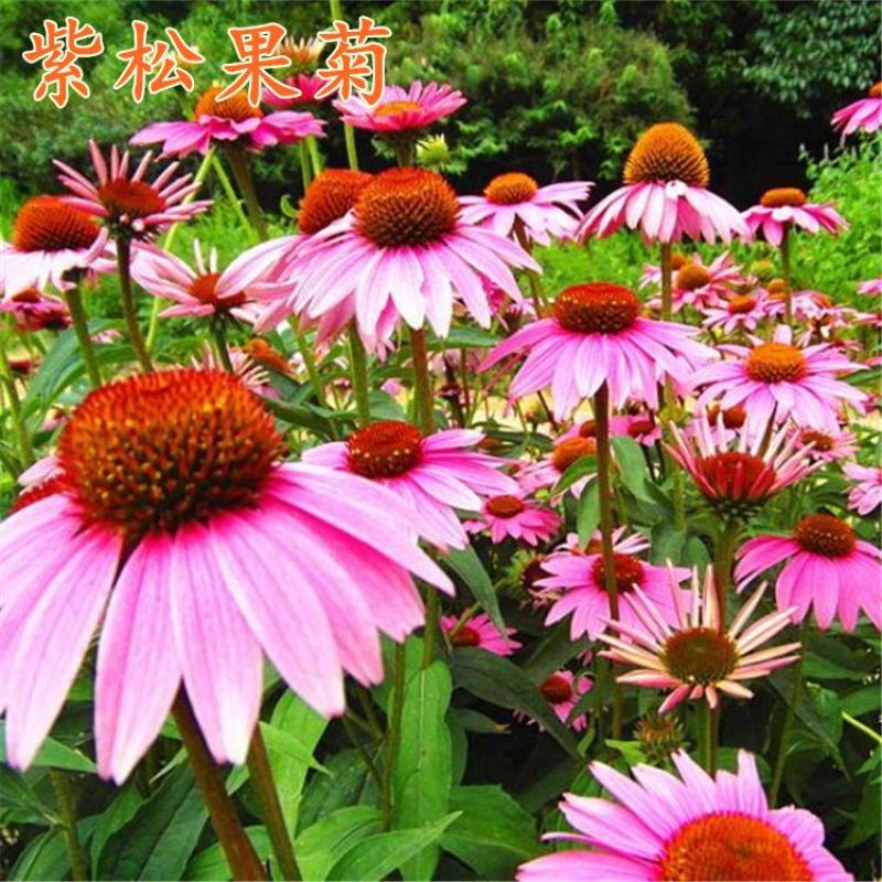 新紫松果菊花卉种子草原松果菊紫锥花花籽春秋播种易活多年生