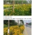 黑心菊花种子，金光菊花种子，景观绿化工程多年生花卉种子批