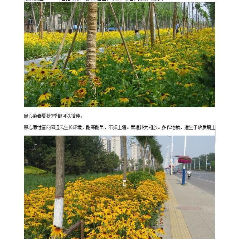 黑心菊花种子，金光菊花种子，景观绿化工程多年生花卉种子批
