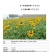 黑心菊花种子，金光菊花种子，景观绿化工程多年生花卉种子批