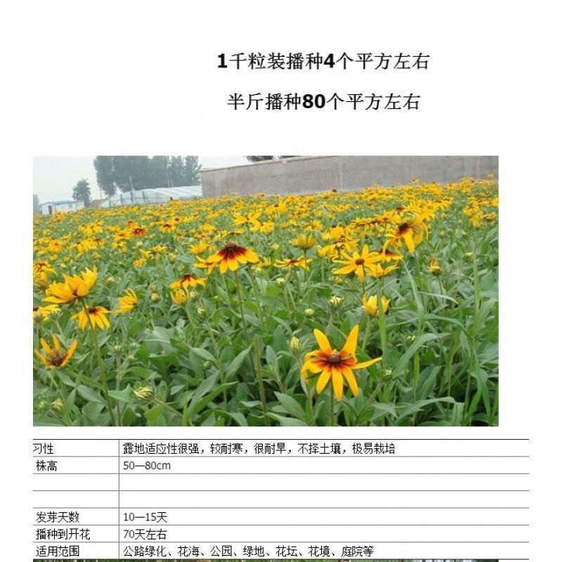 黑心菊花种子，金光菊花种子，景观绿化工程多年生花卉种子批