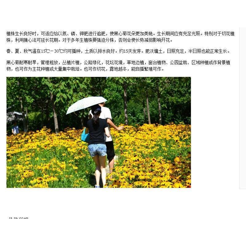 黑心菊花种子，金光菊花种子，景观绿化工程多年生花卉种子批