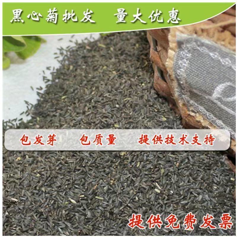 黑心菊花种子，金光菊花种子，景观绿化工程多年生花卉种子批