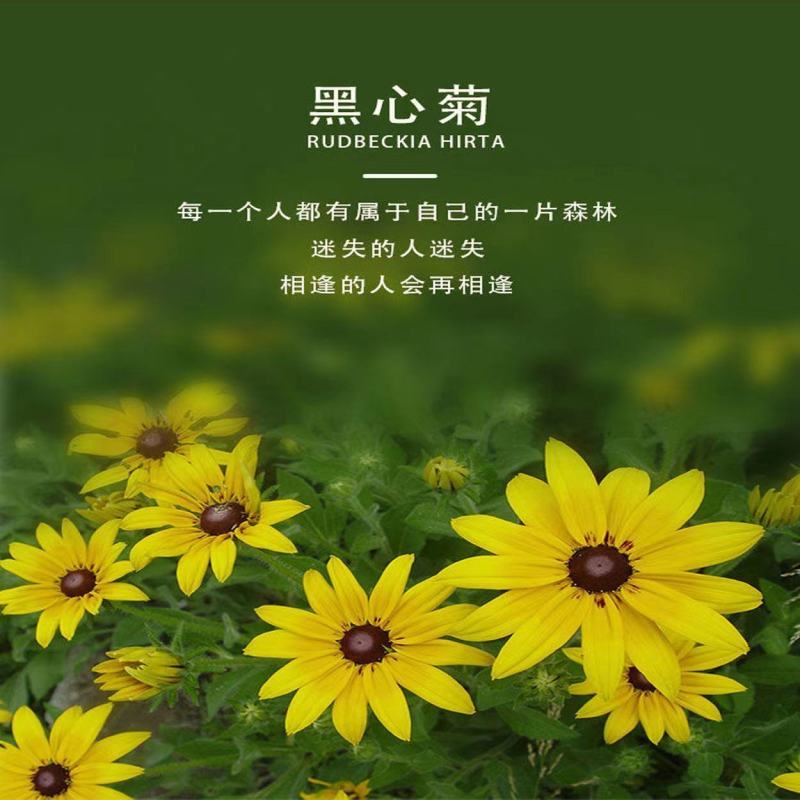 黑心菊花种子，金光菊花种子，景观绿化工程多年生花卉种子批