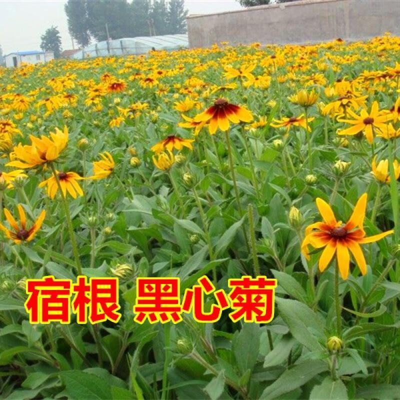 黑心菊花种子，金光菊花种子，景观绿化工程多年生花卉种子批