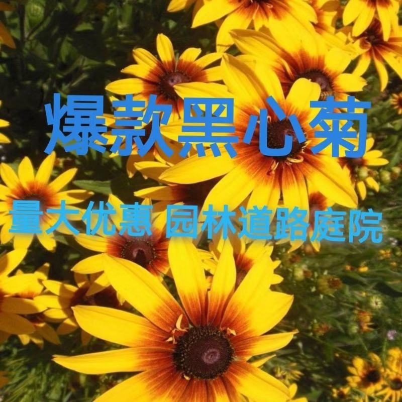 黑心菊花种子，金光菊花种子，景观绿化工程多年生花卉种子批
