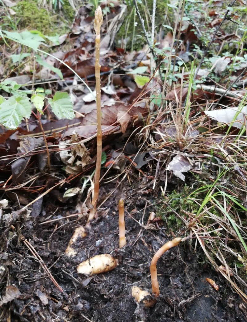 乌天麻高山林下仿野生种植乌天麻鲜货产地货源