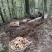 乌天麻高山林下仿野生种植乌天麻鲜货产地货源