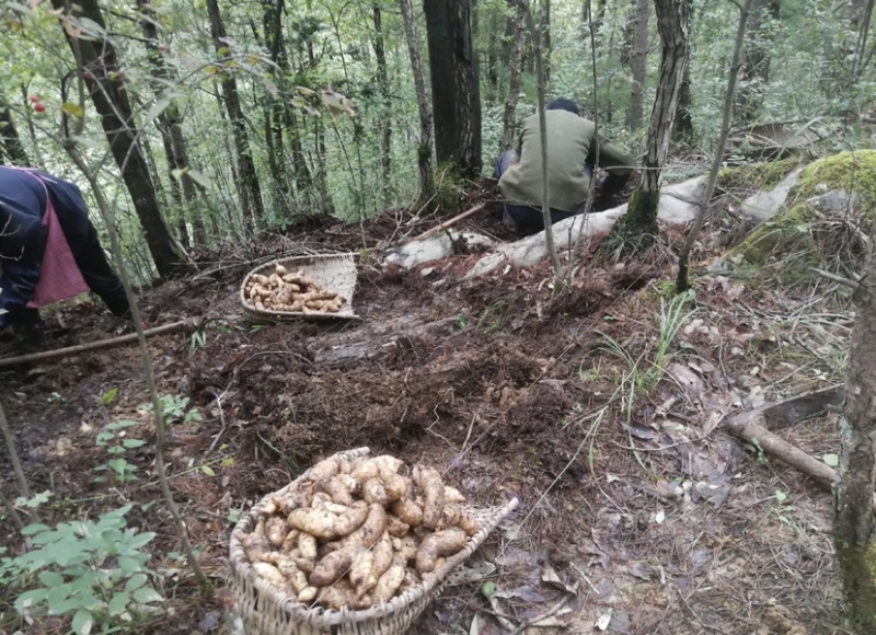 乌天麻高山林下仿野生种植乌天麻鲜货产地货源