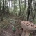 乌天麻高山林下仿野生种植乌天麻鲜货产地货源