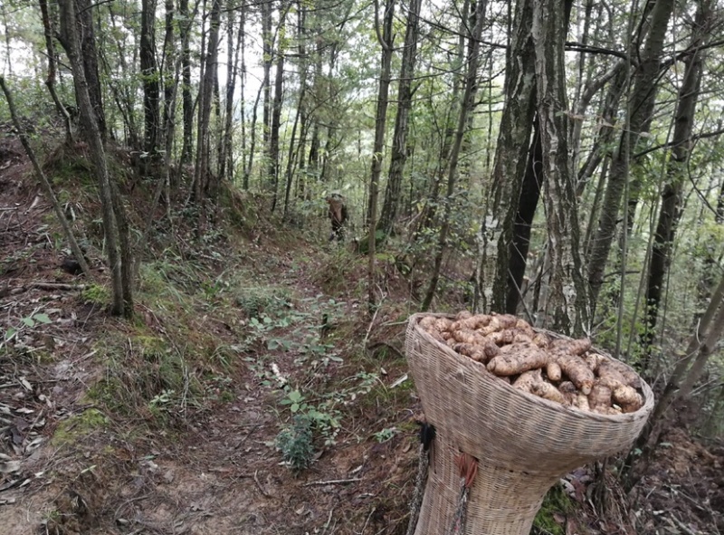 乌天麻高山林下仿野生种植乌天麻鲜货产地货源