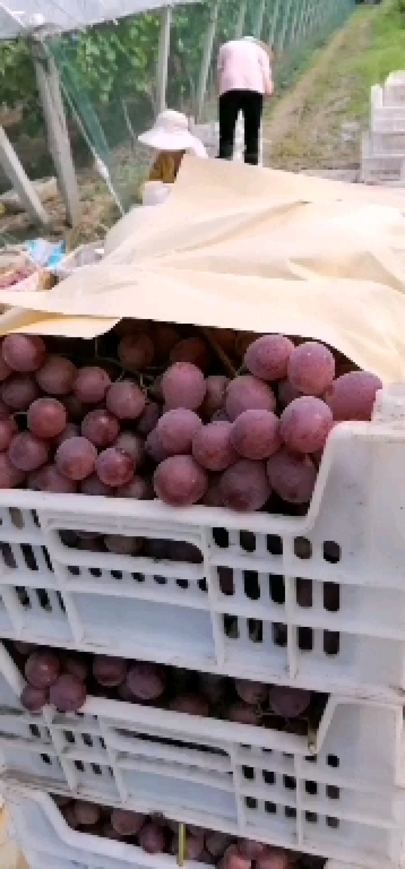 精品红提