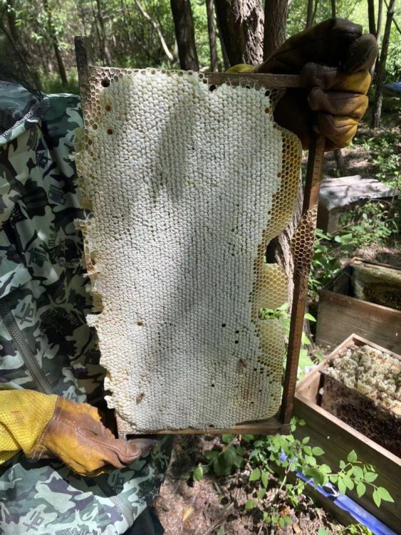 土蜂蜜