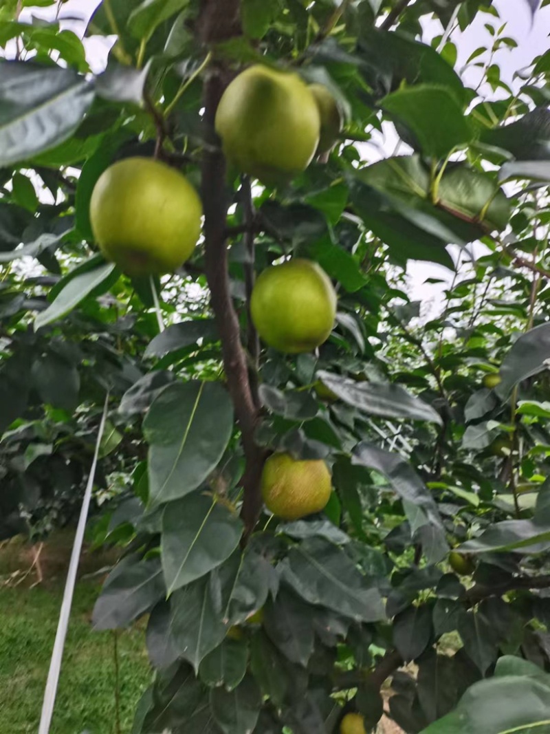 梨翠冠梨湖北翠冠梨皮薄多汁果形好价格美丽