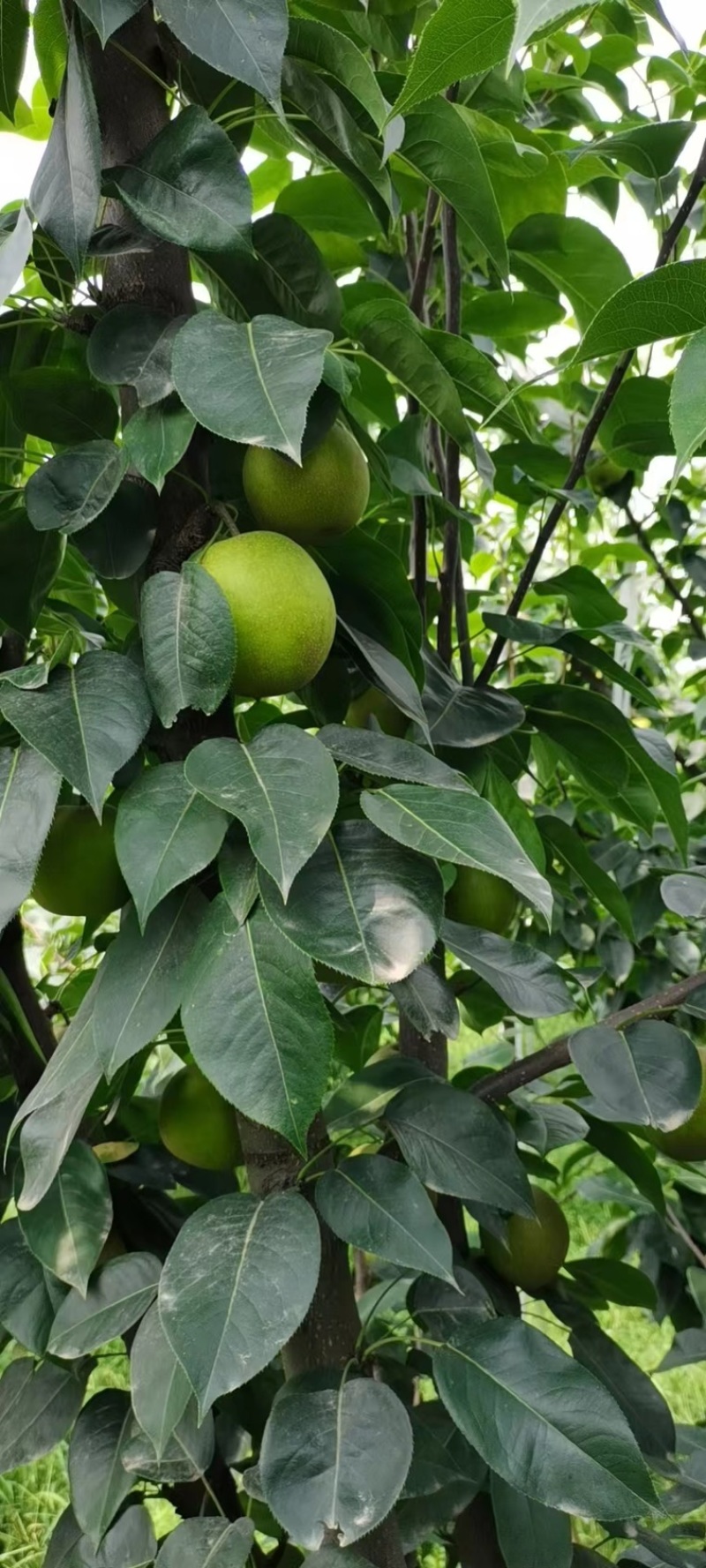 梨翠冠梨湖北翠冠梨皮薄多汁果形好价格美丽