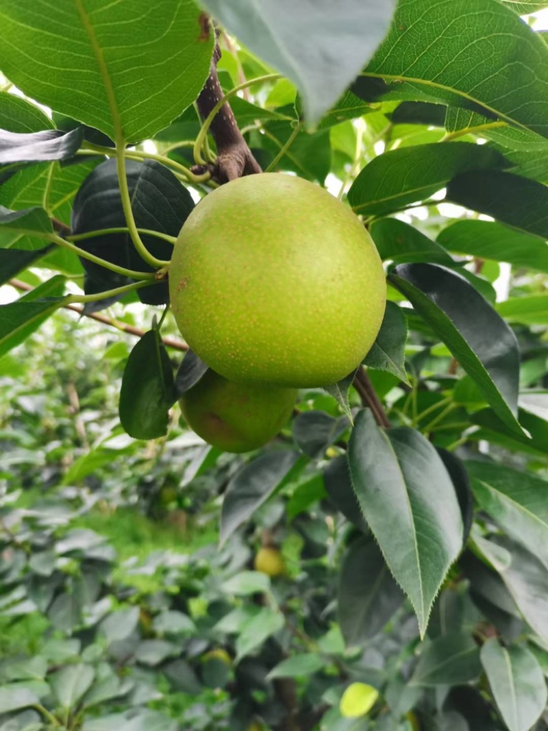 梨翠冠梨湖北翠冠梨皮薄多汁果形好价格美丽