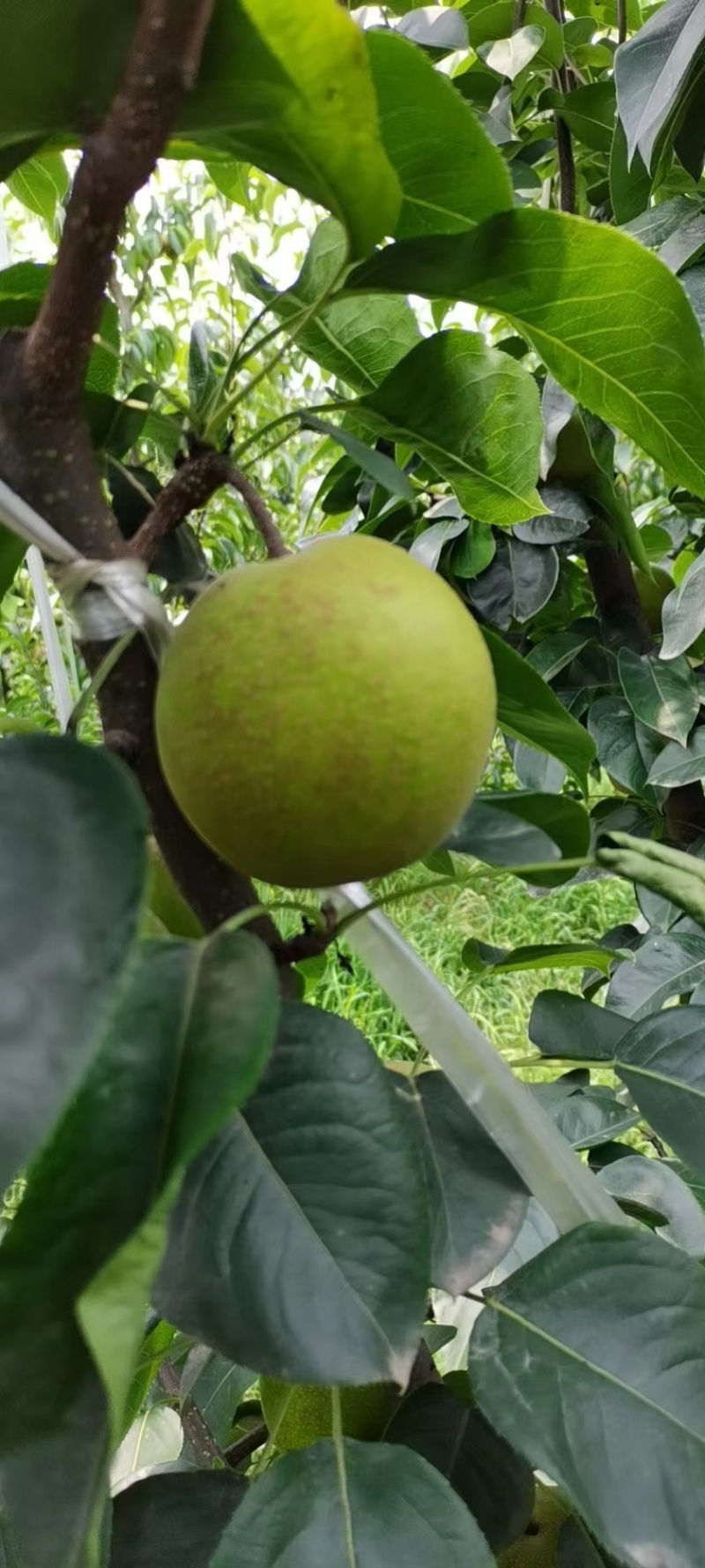 梨翠冠梨湖北翠冠梨皮薄多汁果形好价格美丽