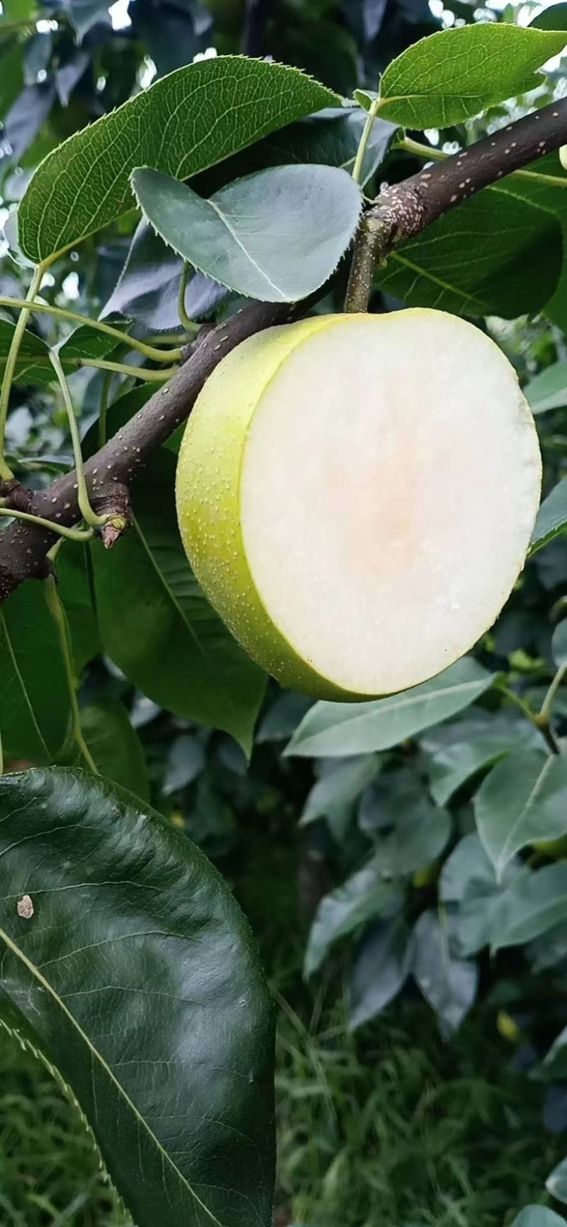 梨翠冠梨湖北翠冠梨皮薄多汁果形好价格美丽