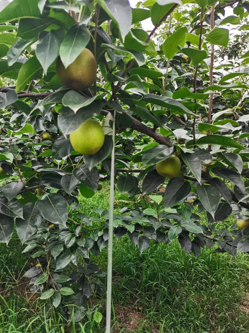 梨翠冠梨湖北翠冠梨皮薄多汁果形好价格美丽