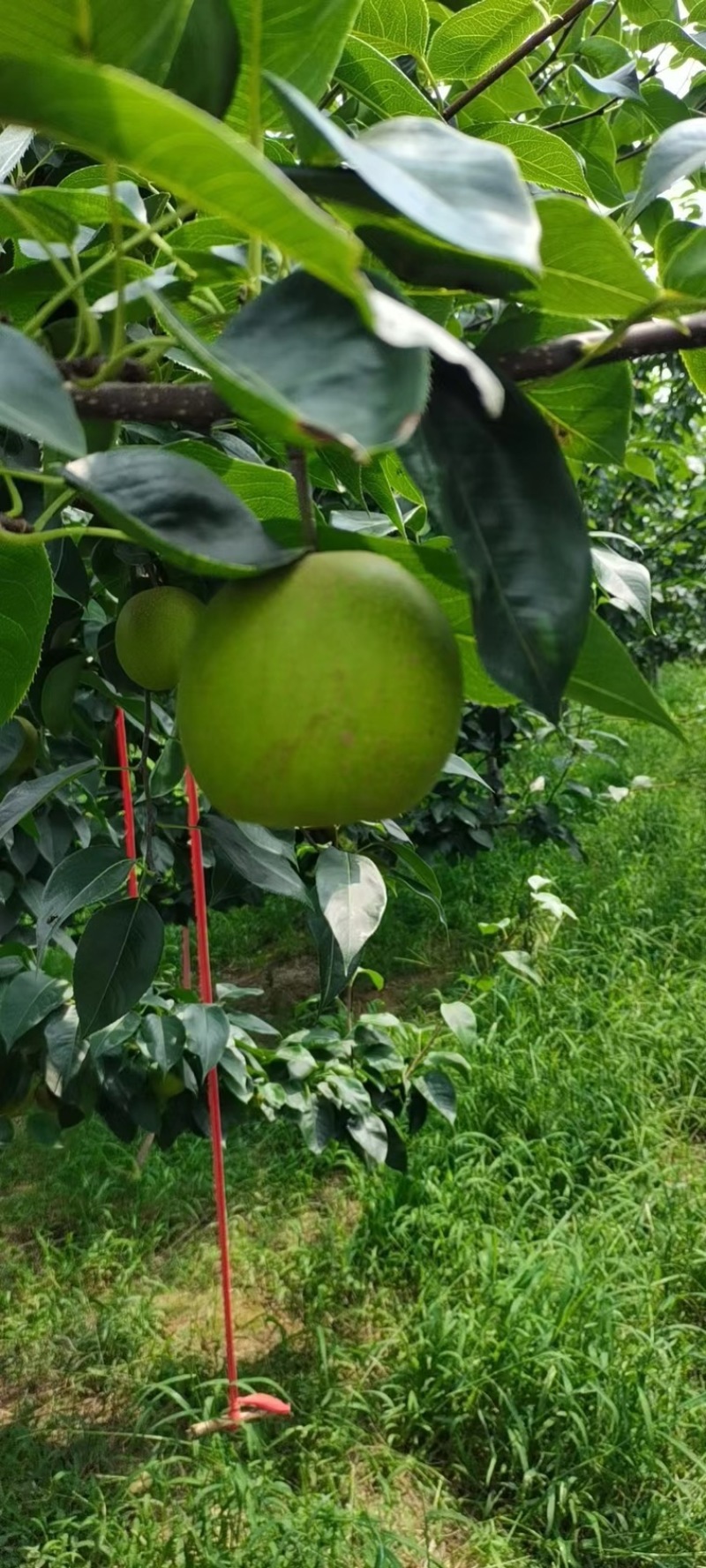 梨翠冠梨湖北翠冠梨皮薄多汁果形好价格美丽