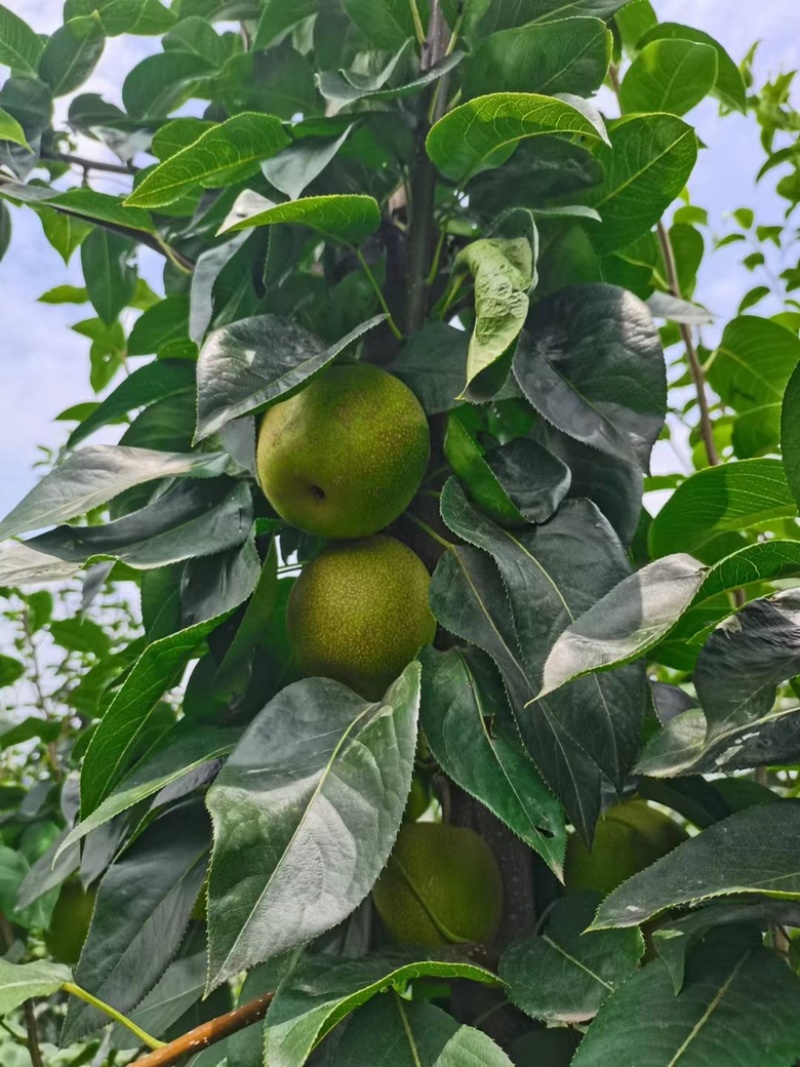 梨翠冠梨湖北翠冠梨皮薄多汁果形好价格美丽