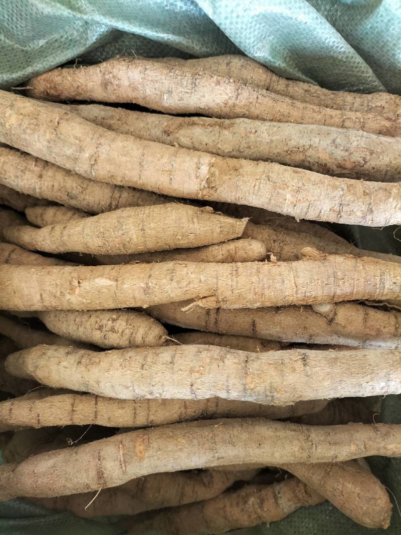 新鲜中叶牛大力，根，小次，大次，小小牛，煲汤泡酒口味甘甜